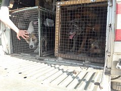 Ершовский район получил финансирование на решение вопроса с безнадзорными животными