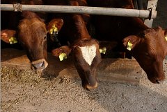 Вопрос биркования КРС в Ершовском районе находится на контроле у министра