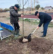 В ершовском оздоровительном лагере «Дельфин» посадили липы и березы