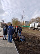 Озеленение городских территорий: совместная работа на благо Ершова
