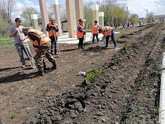 Вечнозеленые саженцы высажены в ершовском сквере